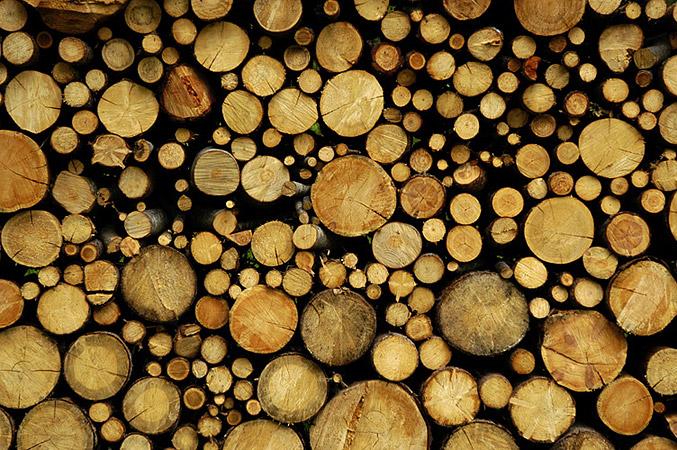 哈萨克斯坦 产品哈萨克斯坦 原木,木料,锯材 锯材 锯材 圆木材和原木