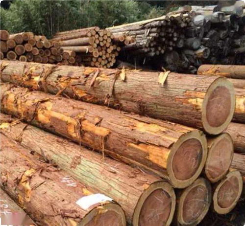 俄罗斯木材库存减少 北美地区木材交易清淡 赤道几内亚宣布禁止采伐 国际资讯 No.165